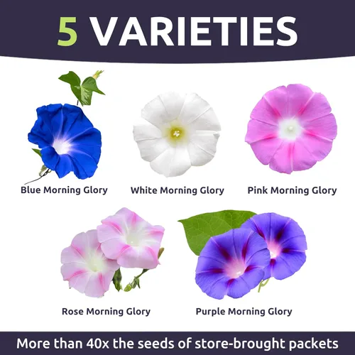 Vista 3 de Morning Glory Tall Mix - Bolsa a granel de 1/4 libra - 3,000 semillas de flores para plantar - Ipomoea purpurea