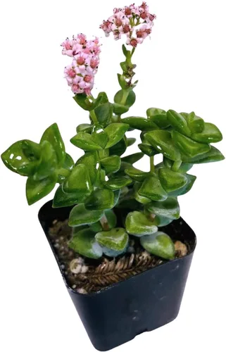 Vista 15 de Plantas de cactus suculentas vivas de USKC (maceta de 2 pulgadas) (Adromischus Maculatus)