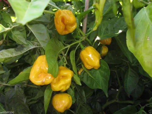 Vista 4 de Aji Dulce Amarillo, Semillas de PIMIENTA Aji Dulce (C.chinense) de Venezuela.(20 Semillas)