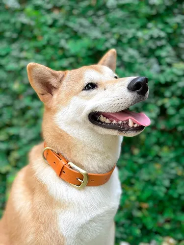 Vista 7 de Tuff Pupper Collar para Perro Clásico Resistente 10 Veces Más Fuerte que el Cuero Collar para Perro 100% Impermeable y Libre de Olores