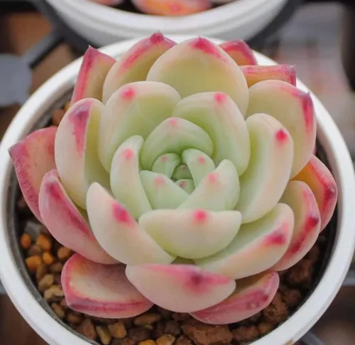 Vista 2 de 500 piezas de semillas raras de suculentas mixtas para plantar, DIY Bonsái, planta ornamental perenne resistente