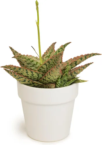 Vista 21 de Plantas suculentas de aloe vivo (paquete de 3), plantas suculentas viven en tierra para macetas, plantas suculentas en maceta, plantas vivas