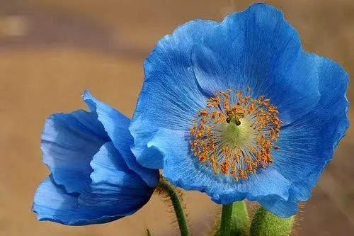 Vista 5 de Amapola azul del Himalaya Meconopsis Betonicifolia Flor Jocad (10 semillas)
