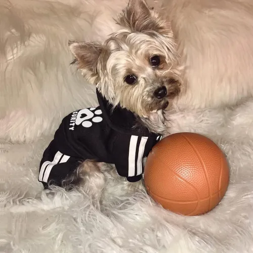 Vista 3 de Sudadera de seguridad con capucha para perros de 4 patas - Mono con sudadera - Sudaderas - Ropa suave y cálida para perros - Suéter con capucha