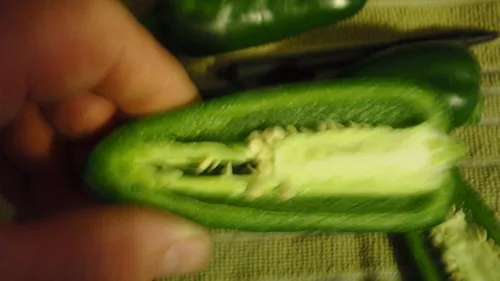 Vista 4 de Semillas gigantes de pimienta jalapeño enormes PODS grandes rellenos MILD.(10 - Semillas)