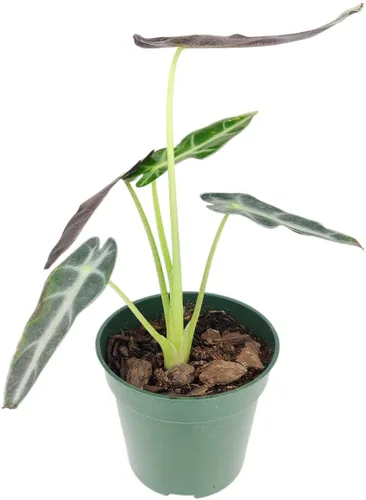 Vista 4 de Alocasia Bambino (maceta cultivadora de 4 pulgadas) - Planta de interior con poca luz y saludable - Planta de interior de interior fácil de cuidar
