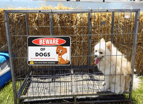Vista 6 de Venicor Cartel divertido de Beware of Dogs – 8 x 12 pulgadas – Aluminio – Regalo para los amantes de los perros – Arte de pared de perros – Cosas
