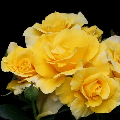 Vista 2 de Heirloom Roses Rose Bush - Planta amarilla viva Midas Touch™ para plantar en exteriores