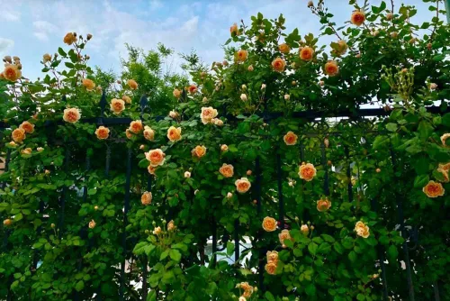 Vista 5 de 100 semillas de rosas trepadoras naranjas, plantas de jardín raras sin OMG
