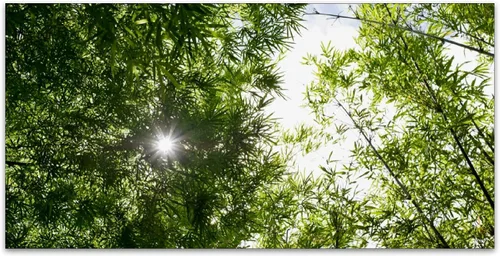 Vista 2 de Inserto de Cubierta de Luz de Techo Suspendido 4' x 2' pies (Naturaleza Bosque Hojas de Bambú Sol Verde) - Cubierta de Luz Fluorescente Reduce