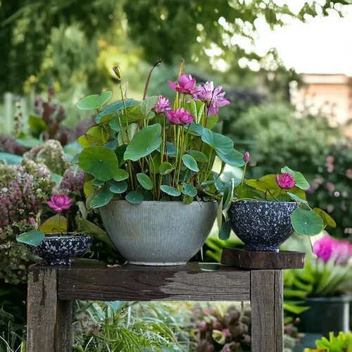 Vista 2 de 12+ Piezas Semillas de Loto para Cuenco de Bonsái, Semillas de Planta de Flor de Lirio Acuático con Floración, Semillas de Jardín Frescas Acuáticas