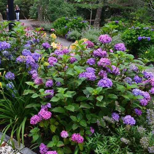 Vista 4 de Endless Summer BloomStruck - Hortensia de hoja grande, arbusto de flores