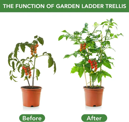Vista 2 de SWANGSA Paquete de 6 enrejados de bambú de 24 pulgadas para plantas trepadoras, enrejado de bambú en forma de abanico, pepino, tomate, enrejado