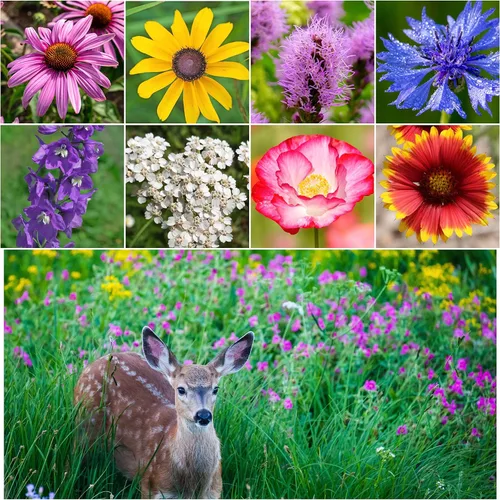 Vista 8 de Seed Needs Mezcla de semillas polinizadoras Mezcla de miel de abejas Flores silvestres A granel 1 onza 12,500+ semillas originales 20 variedades