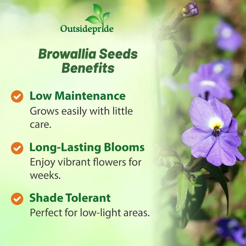 Vista 3 de Outsidepride Browallia - Semillas de flores americanas, 5000 unidades, anuales, flores azul cielo, reliquia, sin OMG, contenedor y planta de jardín