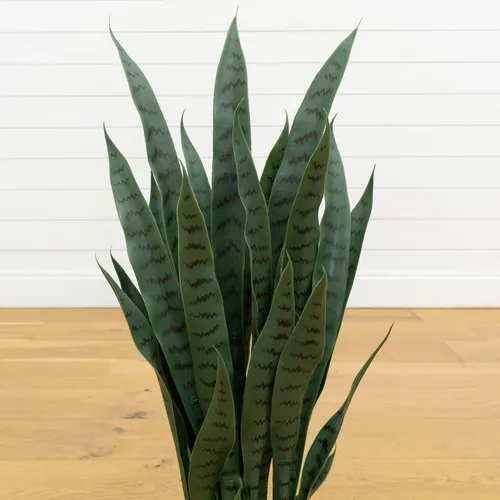 Vista 5 de Nearly Natural, Green 4855 35 pulgadas. Sansevieria con maceta negra