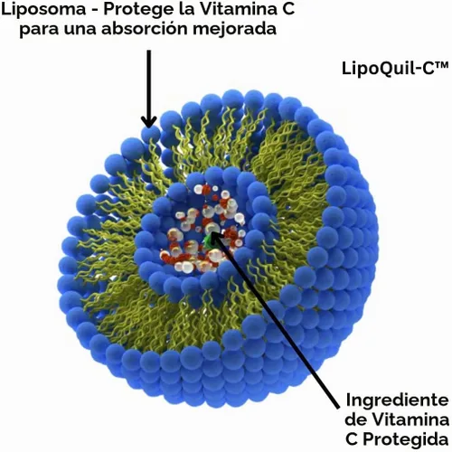 Vista 5 de Advanced Bionetix Suplemento de vitamina C liposomal Tecnología de absorción mejorada LipoQuil-C™ 120 cápsulas 1000 mg de alta dosis soluble