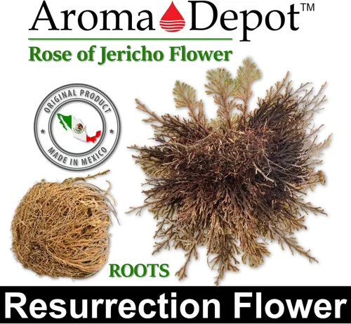 Vista 7 de ONE - Flor de Jericó Flor de Jericó - Planta de Resurrección Selaginella Lepidophylla Rosa Seca I Rosa Sagrada I Planta Doradilla 2.5