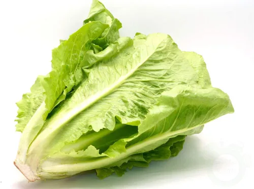 Vista 4 de Semillas Lechuga Romaine para ensalada Heirloom Vegetal para plantar sin OMG