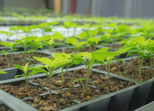 Vista 5 de Pepper Joe's Carolina Reaper Seeds - Paquete de 10 semillas de chile más calientes del mundo, cultivadas en Estados Unidos, semillas de Carolina