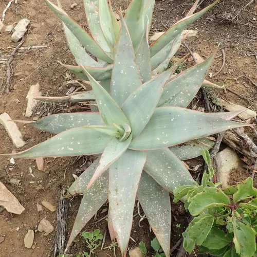 Vista 2 de Plantas de aloe coral (Aloe striata) - Suculenta viva con llamativos bordes rosados y hojas lisas y planas para jardinería en interiores