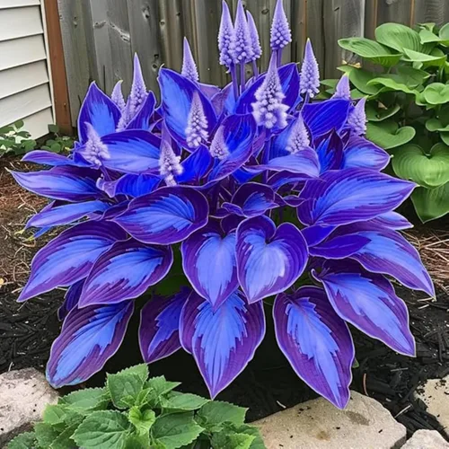 Vista 5 de 200+ semillas Hosta en forma de corazón Hosta raíces desnudas - Foliaje rico, bajo mantenimiento, hojas en forma de corazón