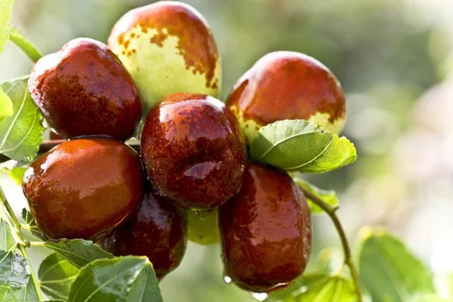 Vista 2 de Kejora Frutas frescas de azufaifo (Ziziphus jujuba) en 2 libras