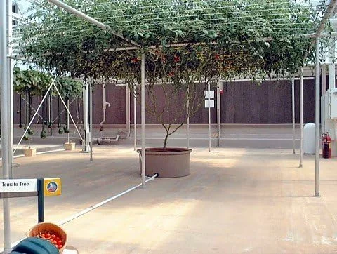 Vista 2 de Rare Italian Tree Tomate 15 Semillas - ¡Crece 25 pies de alto!