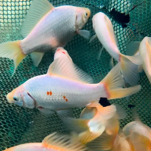 Vista 3 de Toledo Goldfish White Comet Goldfish, blanco sólido con salpicaduras de rojo, perfecto para estanques, acuarios o tanques, 3-4 pulgadas, 5