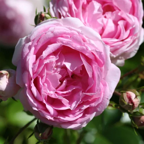 Vista 13 de Rosas trepadoras de reliquia, planta de raíz propia viva para jardín al aire libre, Aloha, muy fragantes, zonas de rusticidad 5 a 10, floración