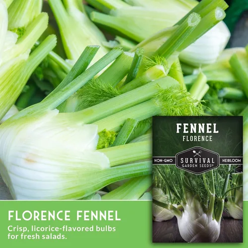 Vista 3 de Florence - Semillas de hinojo para plantar, variedad de bulbos italianos reliquia con sabor dulce crujiente, semillas de huerto sin OMG, semillas