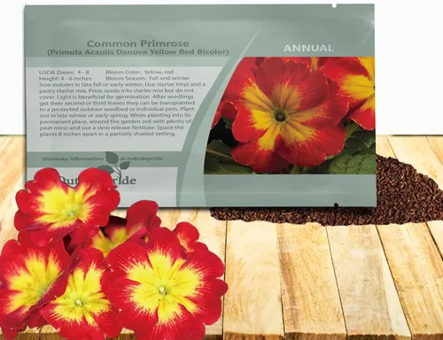 Vista 11 de Outsidepride 25 semillas anuales Primula común Primrose Burgundy Semillas de flores bicolor para plantar