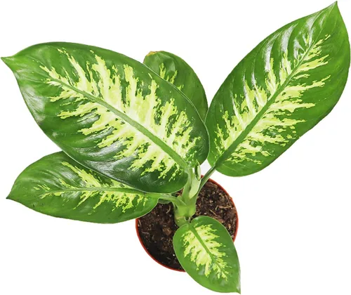 Vista 2 de Dieffenbachia Compacta (nieve tropical o Alfredo) - 6'' de California Tropicals
