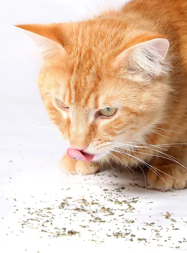 Vista 8 de Hierba gatera, mezcla premium segura para gatos, infundida con la máxima potencia por la que tu gatito seguramente se volverá loco (1 taza)
