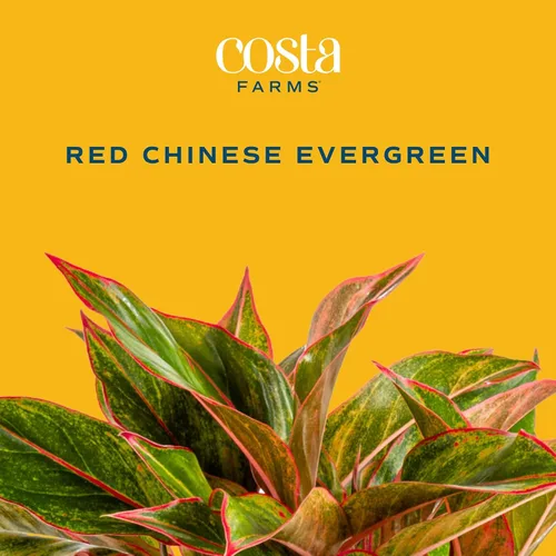 Vista 3 de Costa Farms Perenne China Roja Planta Viva de Interior, Planta de Casa de Fácil Cuidado en Maceta Decorativa Moderna, Excelente Regalo