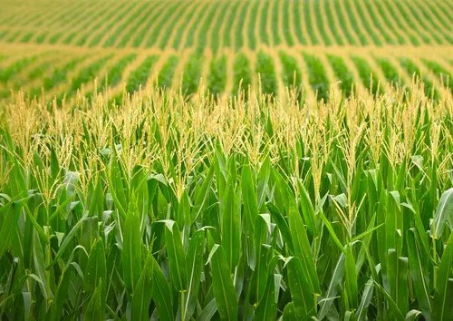 Vista 7 de Granos de palomitas de maíz orgánicos sin reventar, sin OMG, veganos crudos a granel (2 libras)
