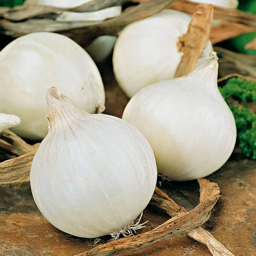 Vista 2 de Semillas Cebolla White Queen Giant Heirloom Vegetal para plantar sin OMG