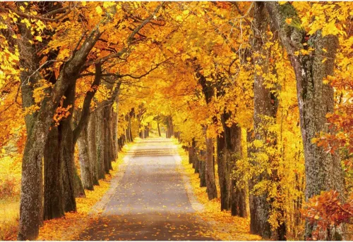 Vista 10 de Telón de fondo de otoño de 5 x 3 pies para sesión de fotos, tablero de madera de otoño para fotografía, decoración de pared de Acción de Gracias