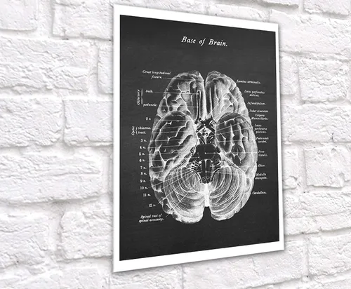 Vista 9 de Gnosis Picture Archive Neuroscience Art set de 6 impresiones sin marco de anatomía del cerebro humano