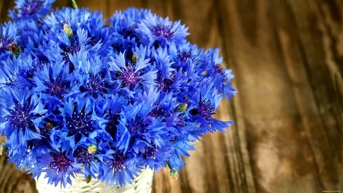 Vista 7 de 300 semillas de aciano azul para plantar botones de licenciatura, flor de Boutonniere sin OMG