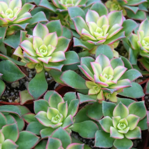 Vista 8 de Green Aeonium - Planta viva suculenta en maceta de 4 pulgadas, planta viva suculenta de roseta para cultivo en interiores y exteriores
