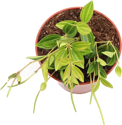 Vista 2 de Peperomia Beetle - 4'' de California Tropicals