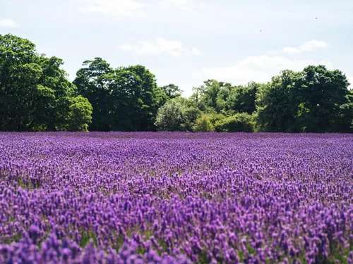Vista 8 de Lavanda Kit de cultivo de semillas de flores The Jonsteen Company