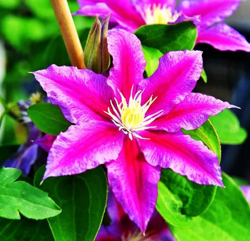 Vista 7 de Semillas de Clematis Mixtas Flor Vid Flor Perenne 20 Pcs Semillas