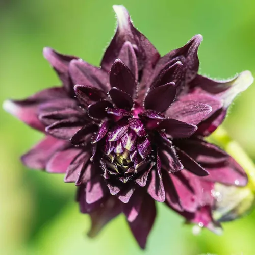 Vista 2 de Eden Brothers Semillas de Columbine - Barlow Mix
