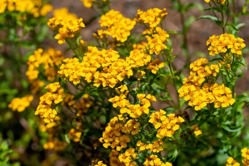 Vista 9 de 300 semillas de hierba de flor de Lucida de Tagetes de estragón español de caléndula de menta mexicana