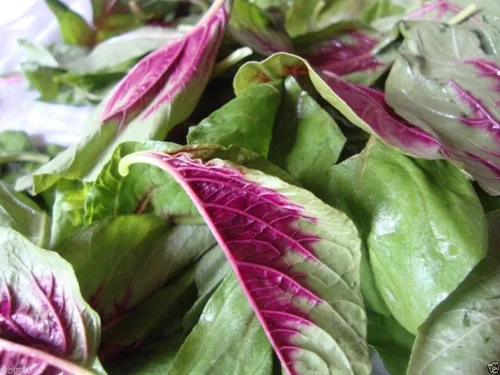 Vista 5 de Semillas de espinacas chinas: amaranto comestible, hoja de rayas rojas, calla roja jamaicana (semillas de 1 onza)