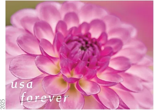 Vista 3 de Dahlias 2025 (Libro de 20) Sellos Postales Forever de Primera Clase