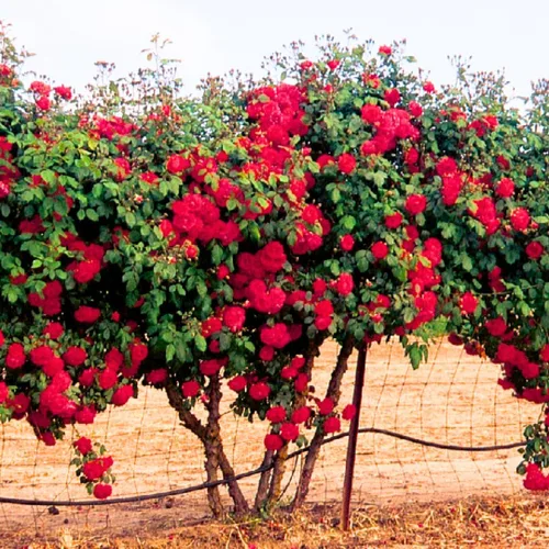 Vista 7 de Planta viva de rosa trepadora Don Juan roja, arbusto de rosa fragante lista para plantar, Zona 5 a 9, Tamaño 5 a 7 pulgadas y raíz desnuda