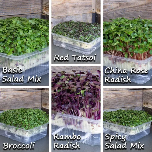 Vista 4 de Kit de microverduras de interior con riego automático - Kit de cultivo de microverdes hidropónicos para semillas de vegetales y semillas de hierbas